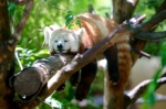 Fox sleeping in a tree